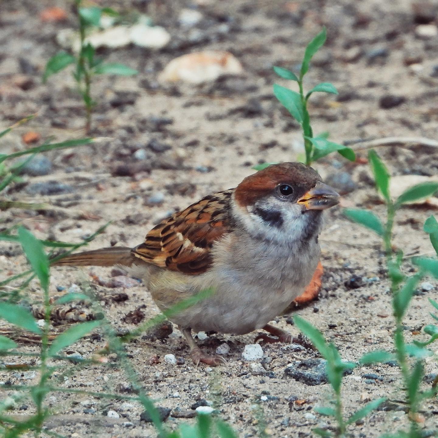 Tree Sparrow 33