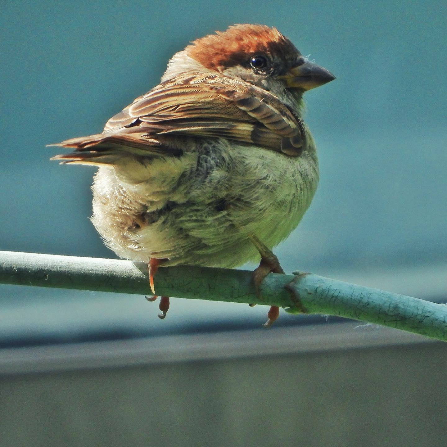 Tree Sparrow 34