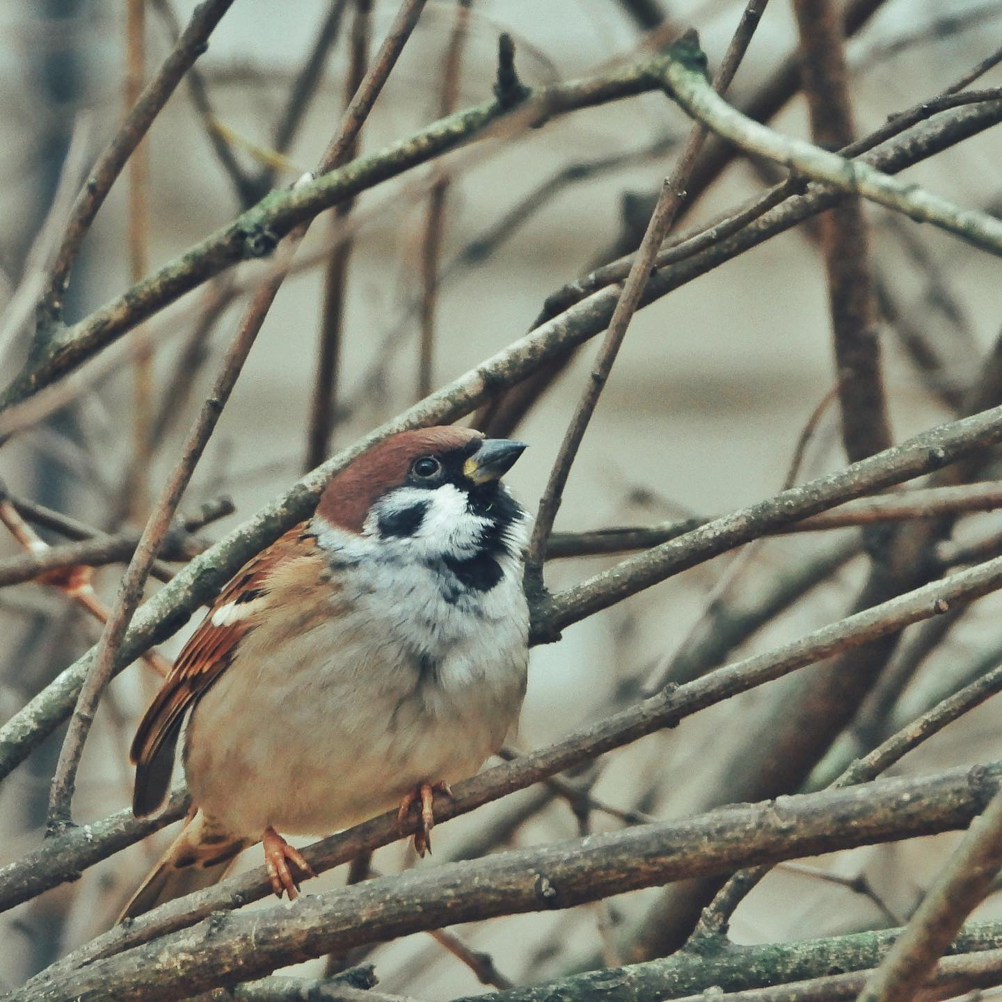 Tree Sparrow 35