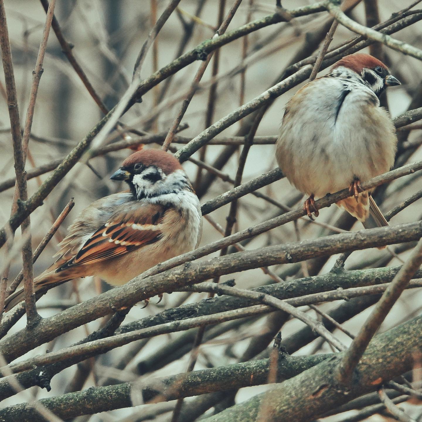 Tree sparrow