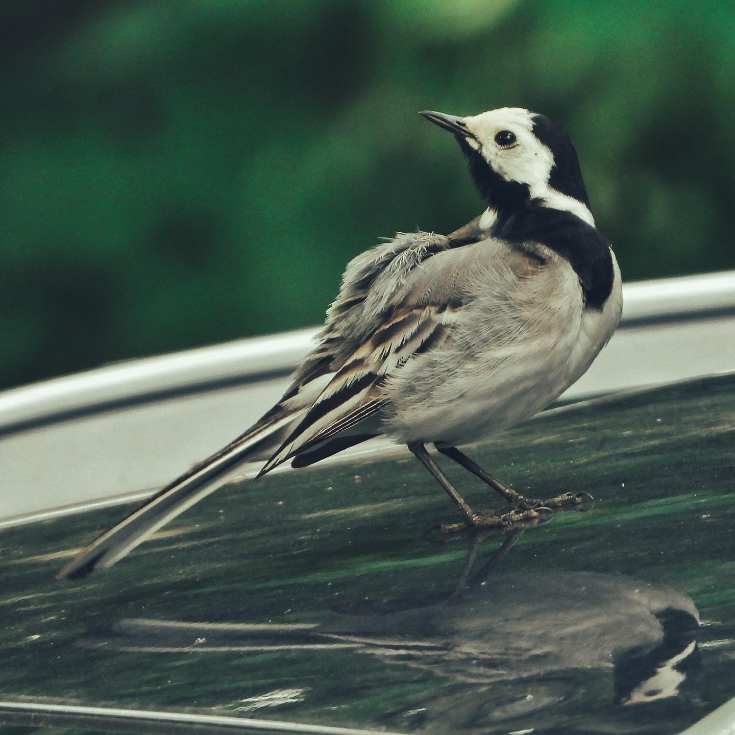 White Wagtail 22