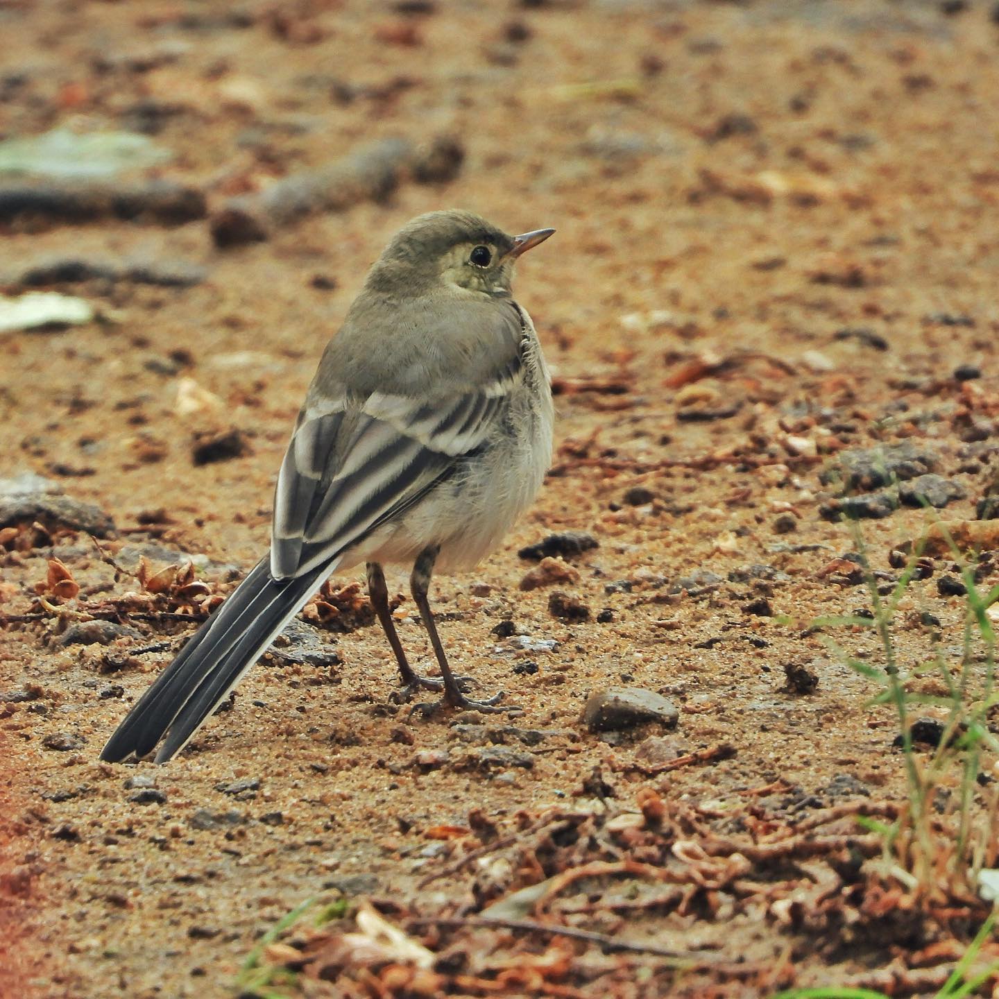 White Wagtail 23