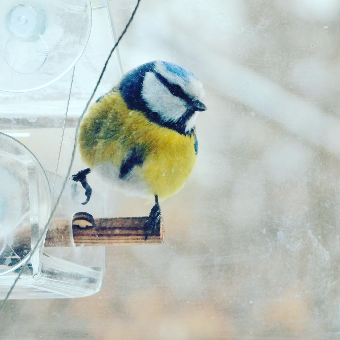 Blue tit