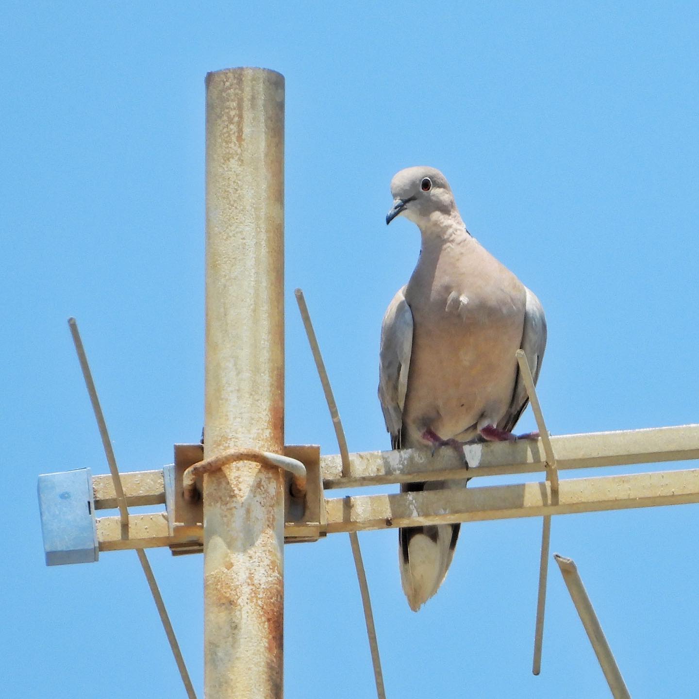 Collared Dove 2