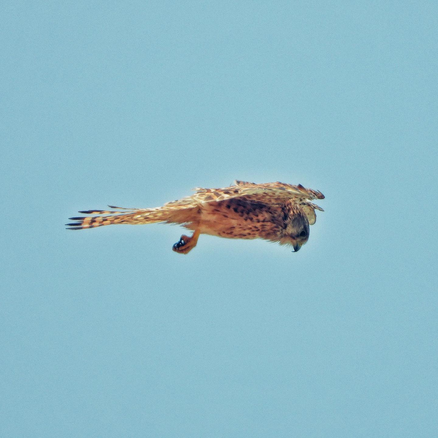 Common Kestrel 4