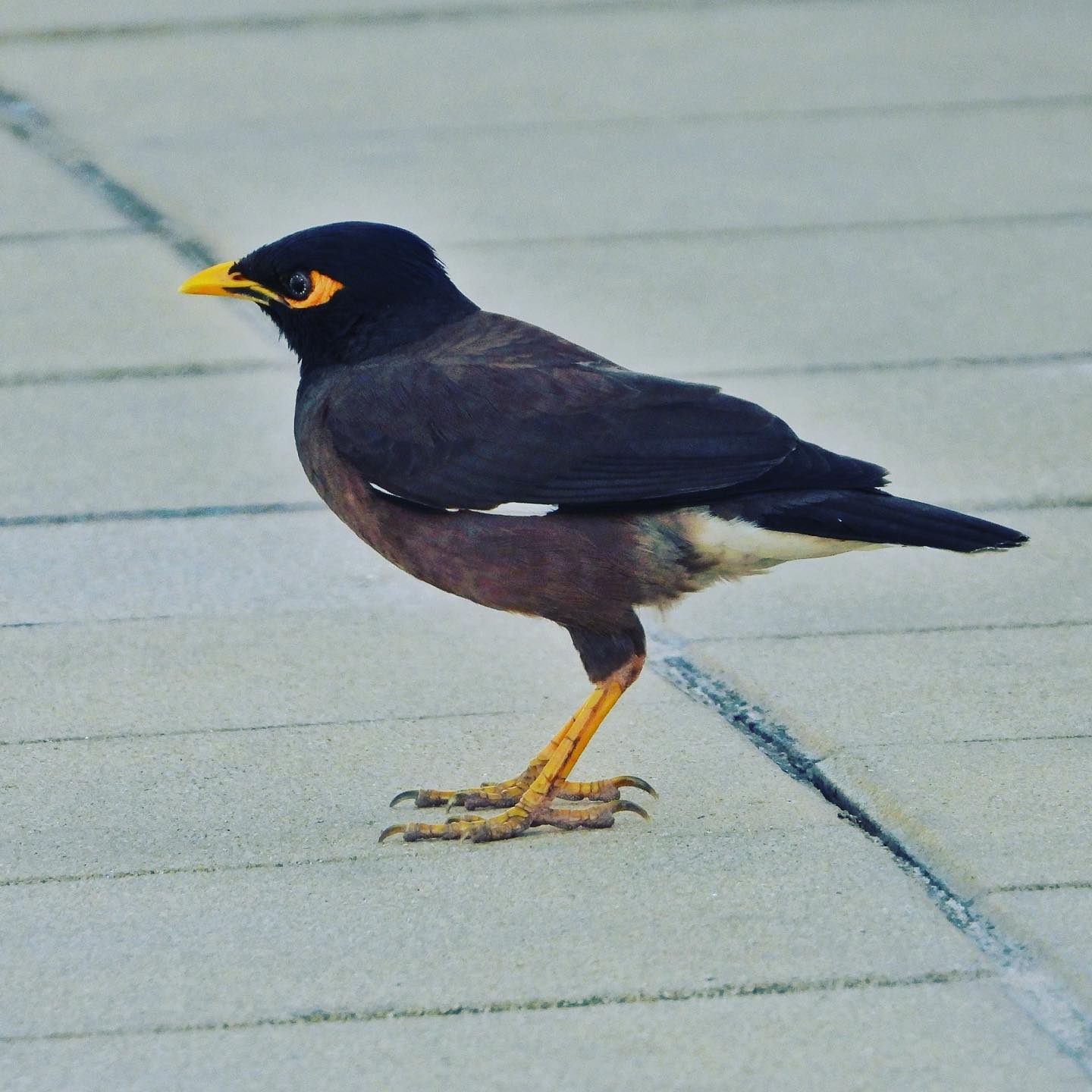 Common Myna 1