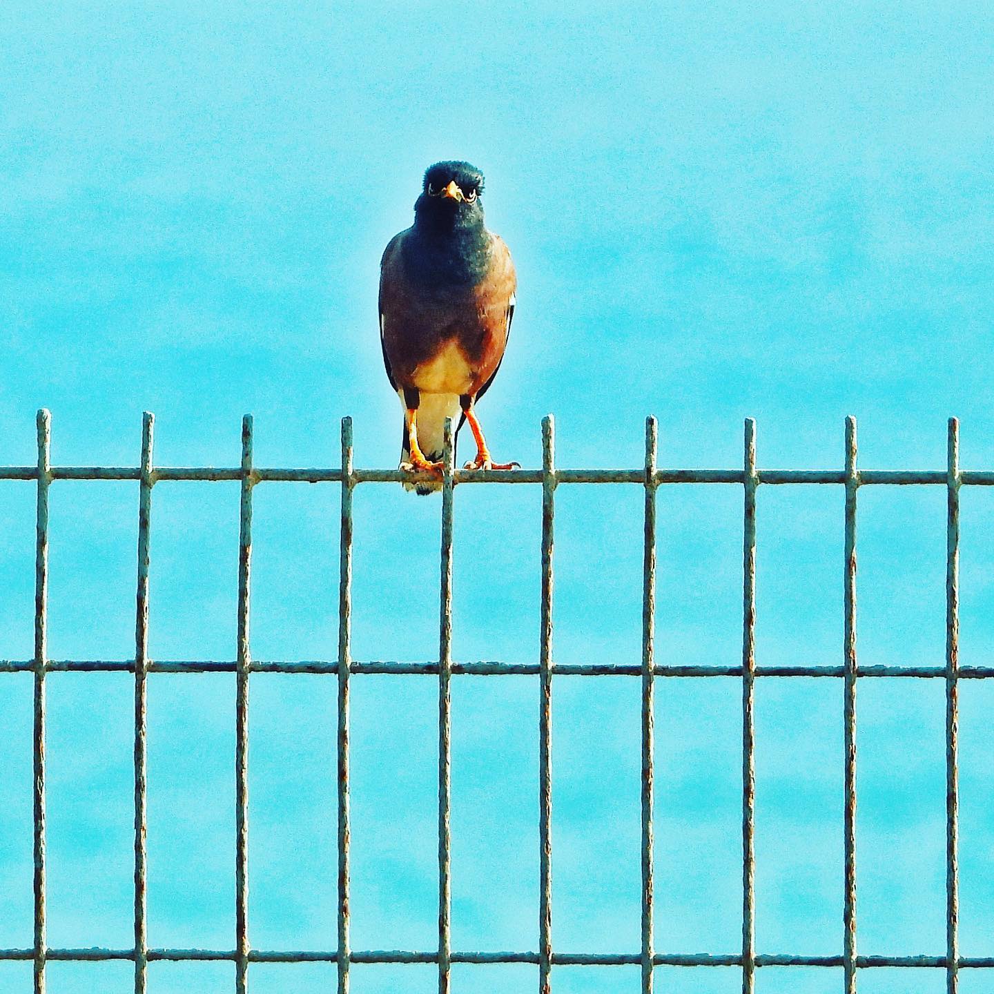 Common Myna 10