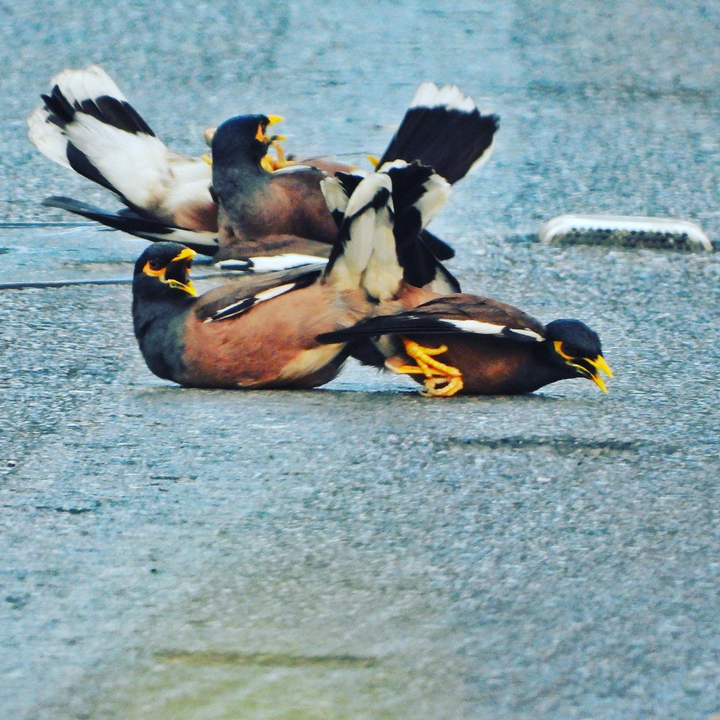 Common Myna 11