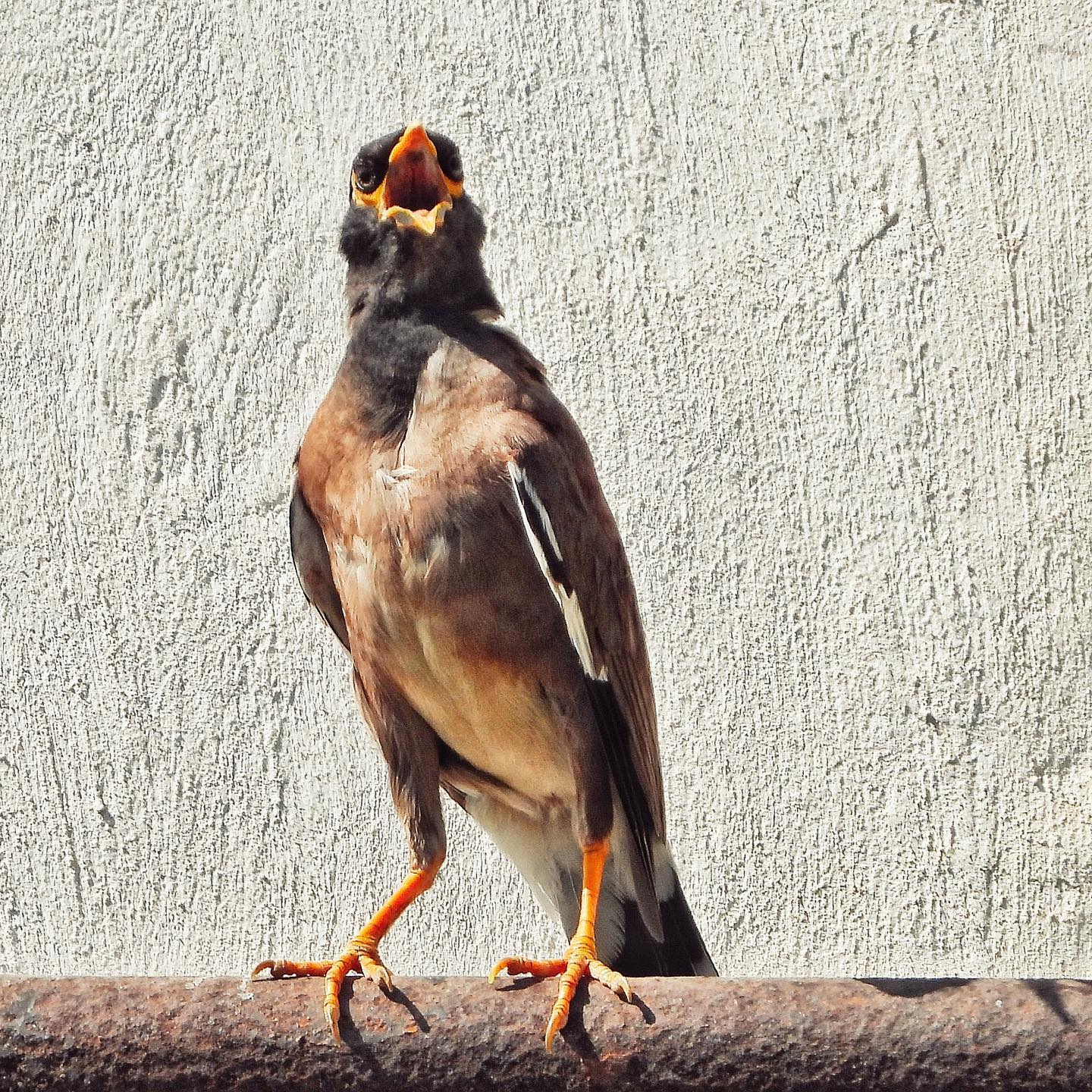 Common Myna 12