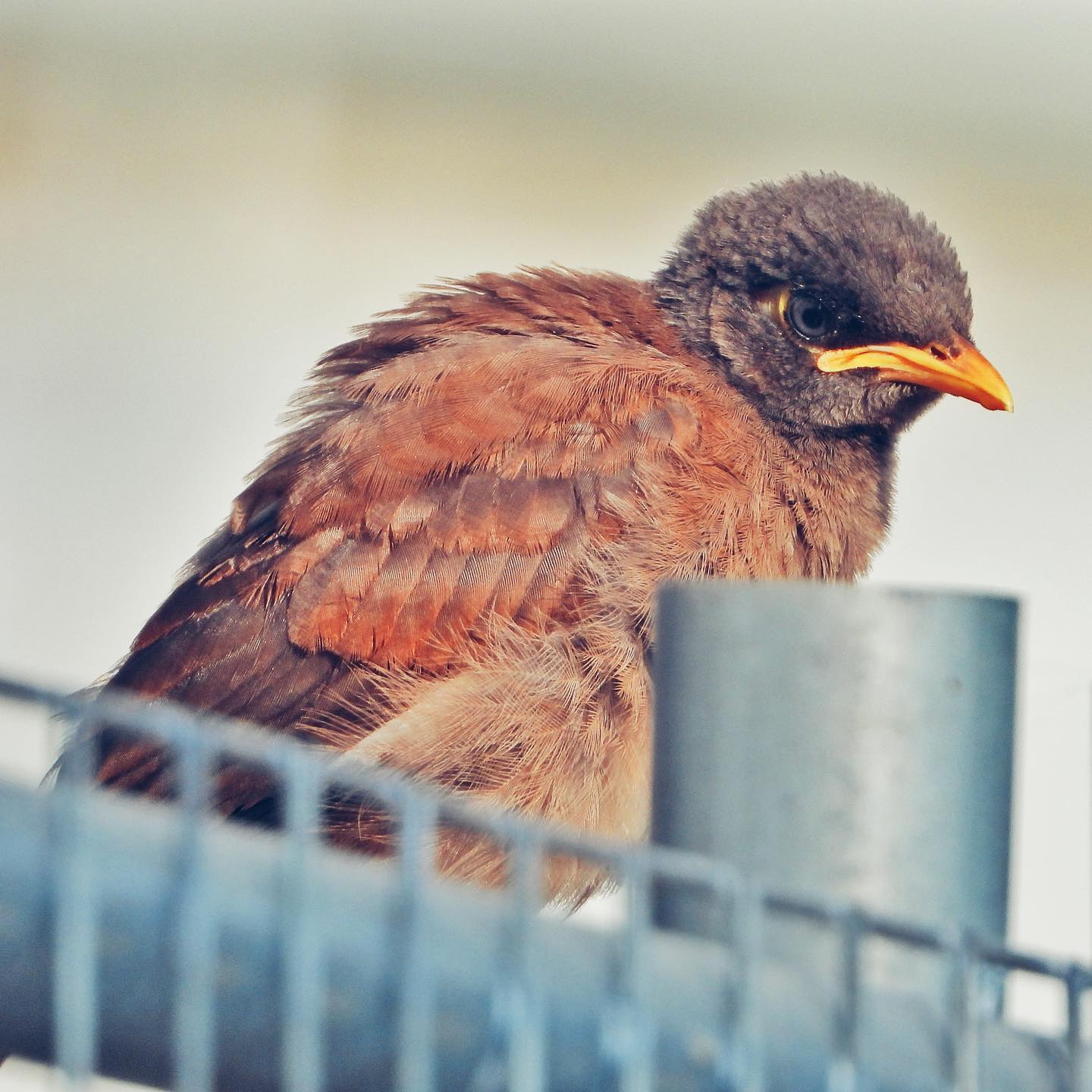 Common Myna 13