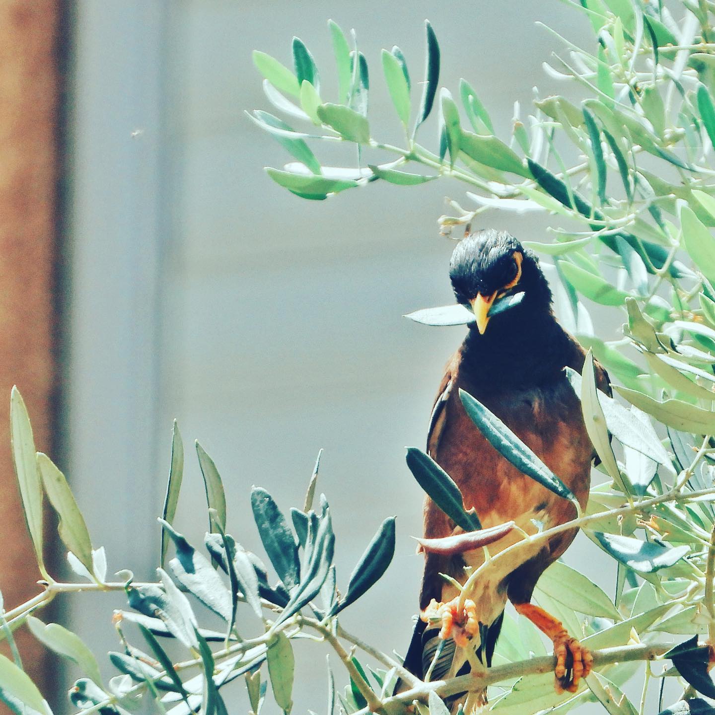 Common Myna 14