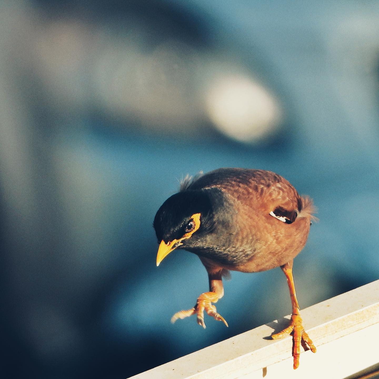 Common Myna 2