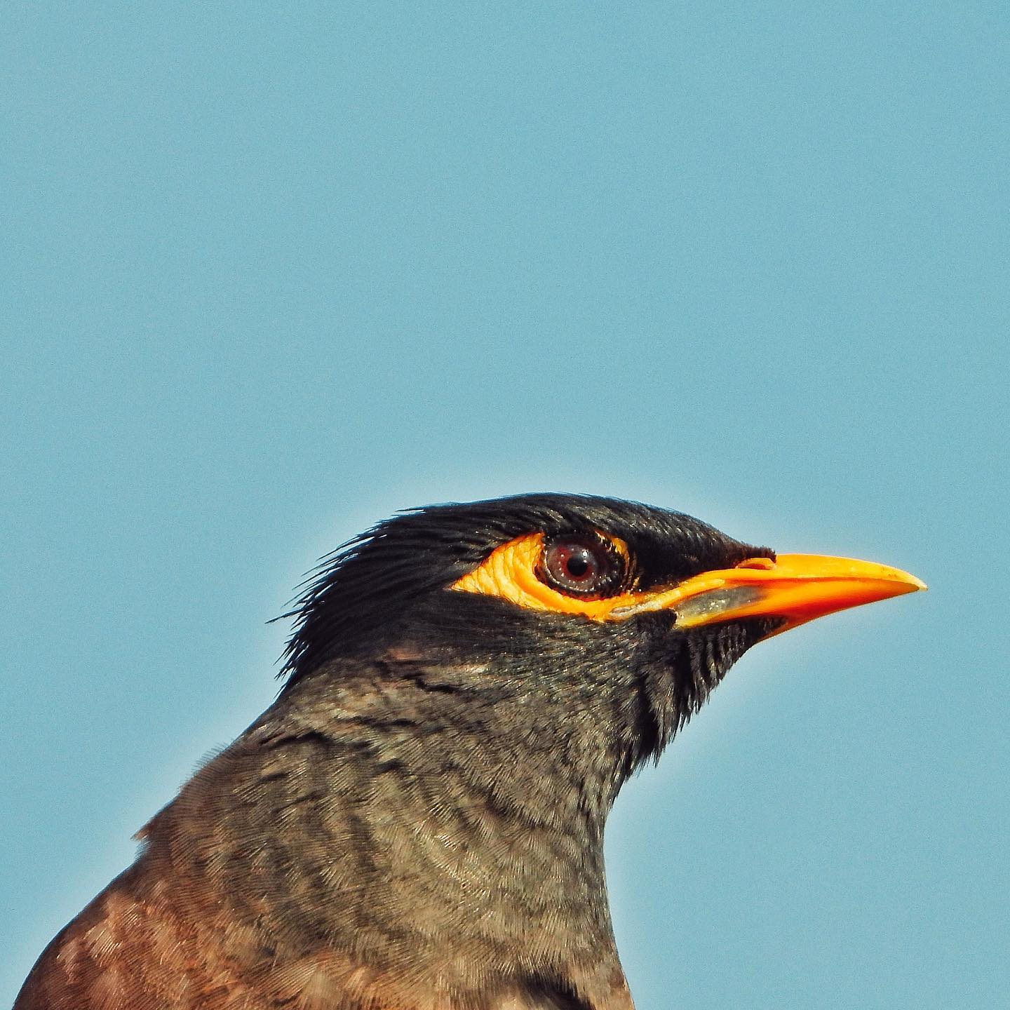 Common Myna 3