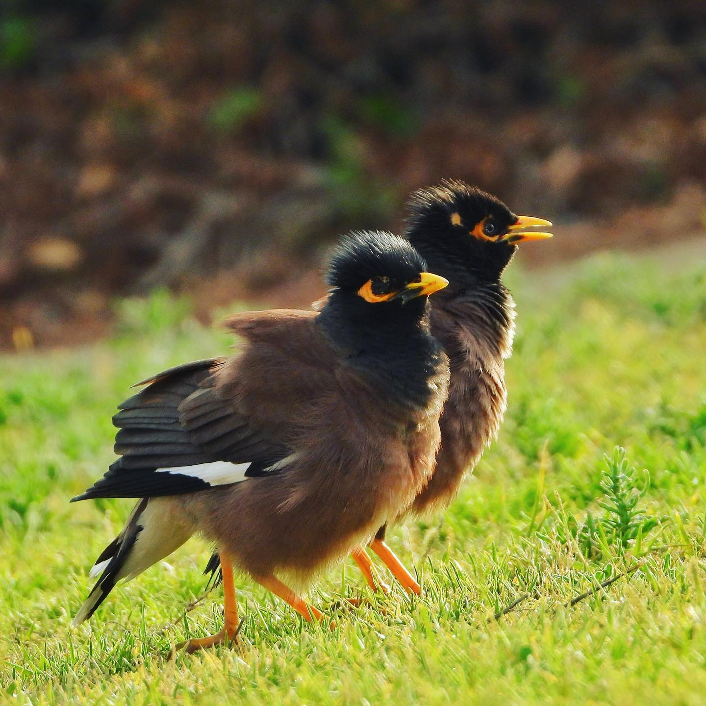 Common Myna 5