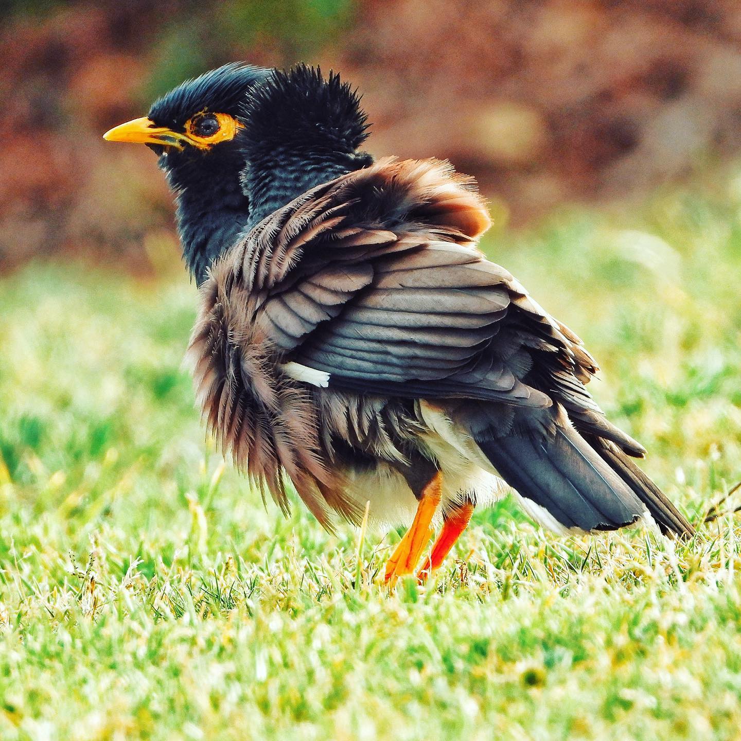 Common Myna 6