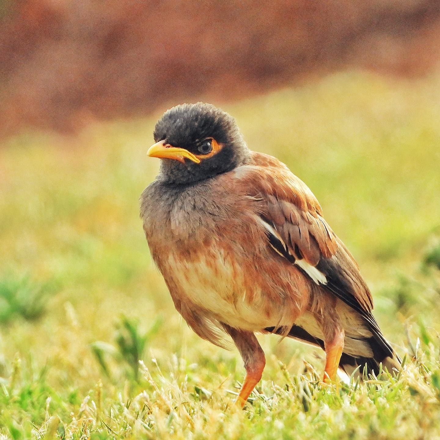 Common Myna 7