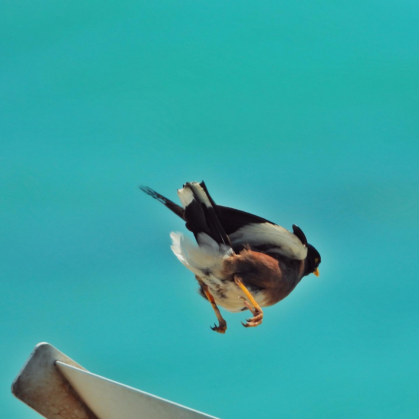 Common Myna 8