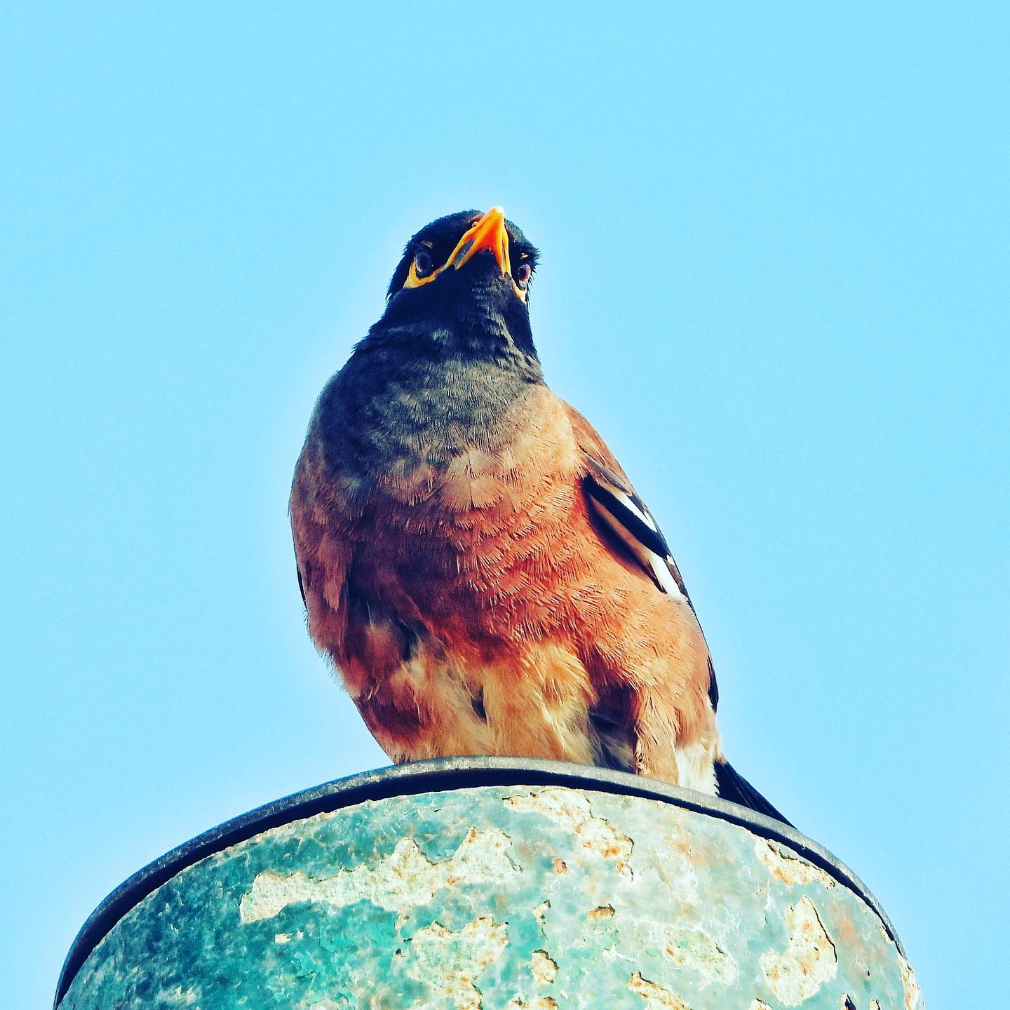 Common Myna 9