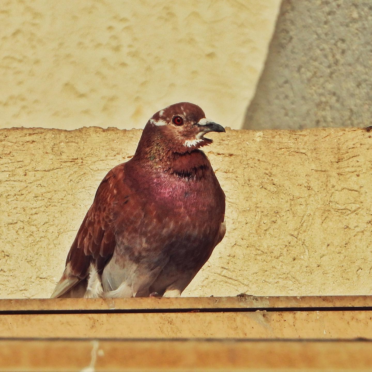 Domestic Pigeon 15