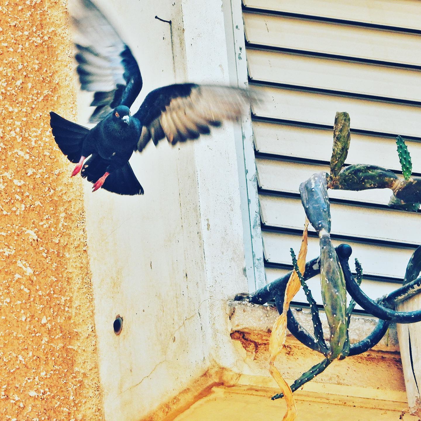 Domestic Pigeon 16