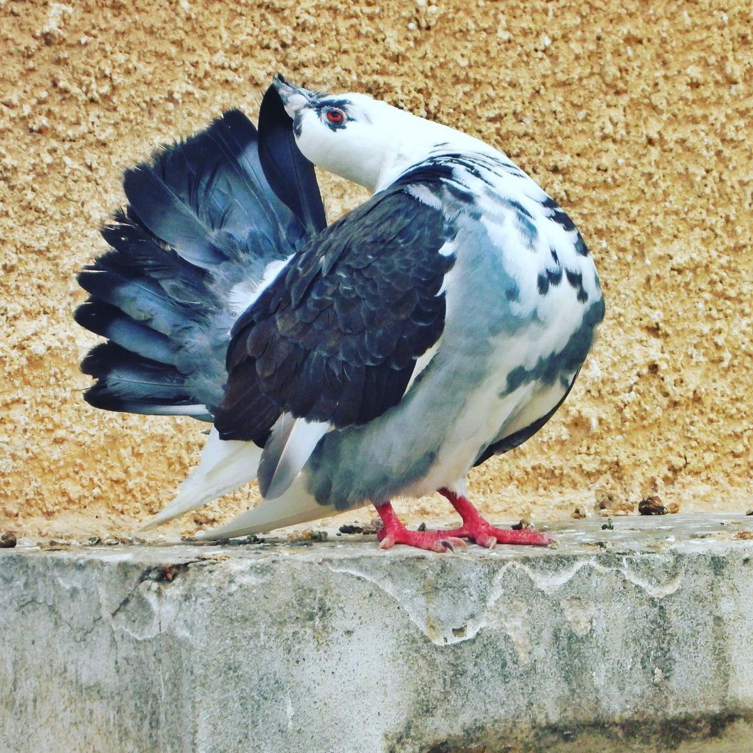 Domestic Pigeon 17