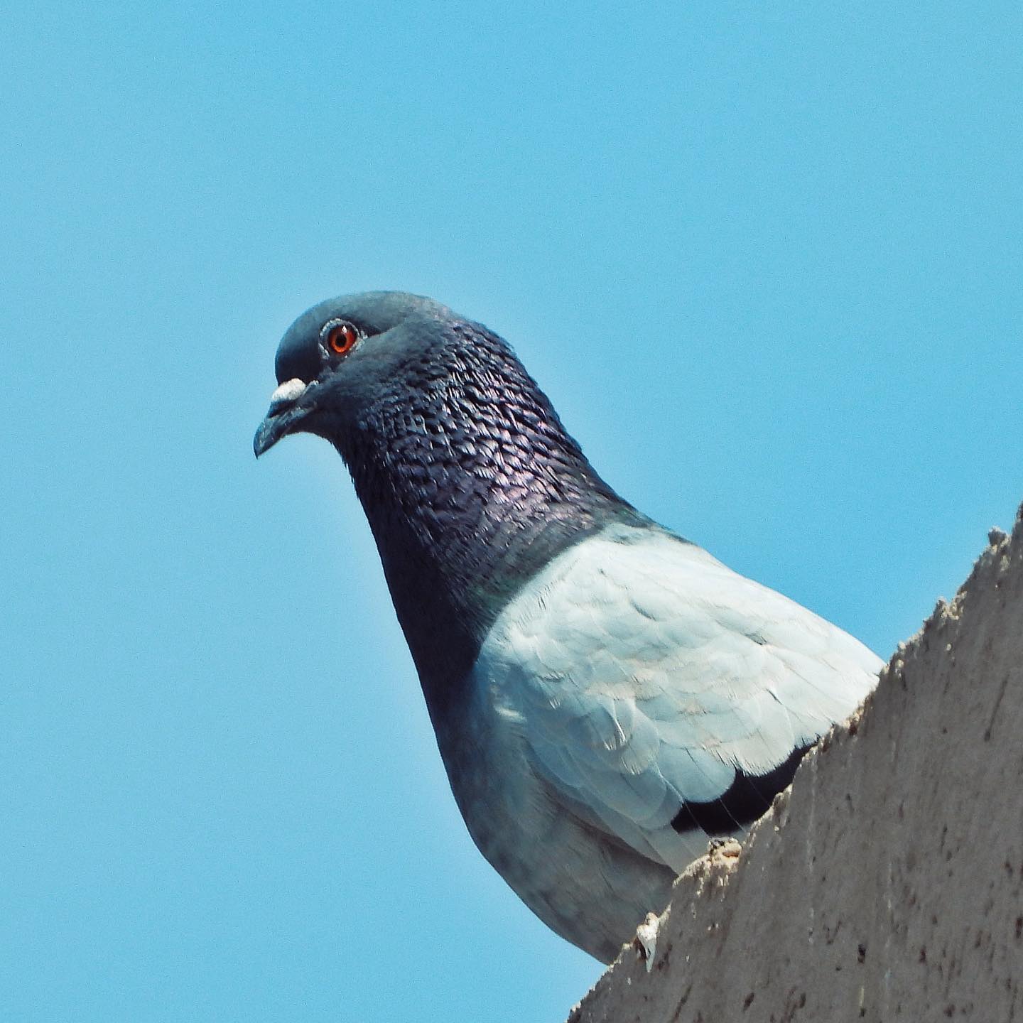 Domestic Pigeon 18