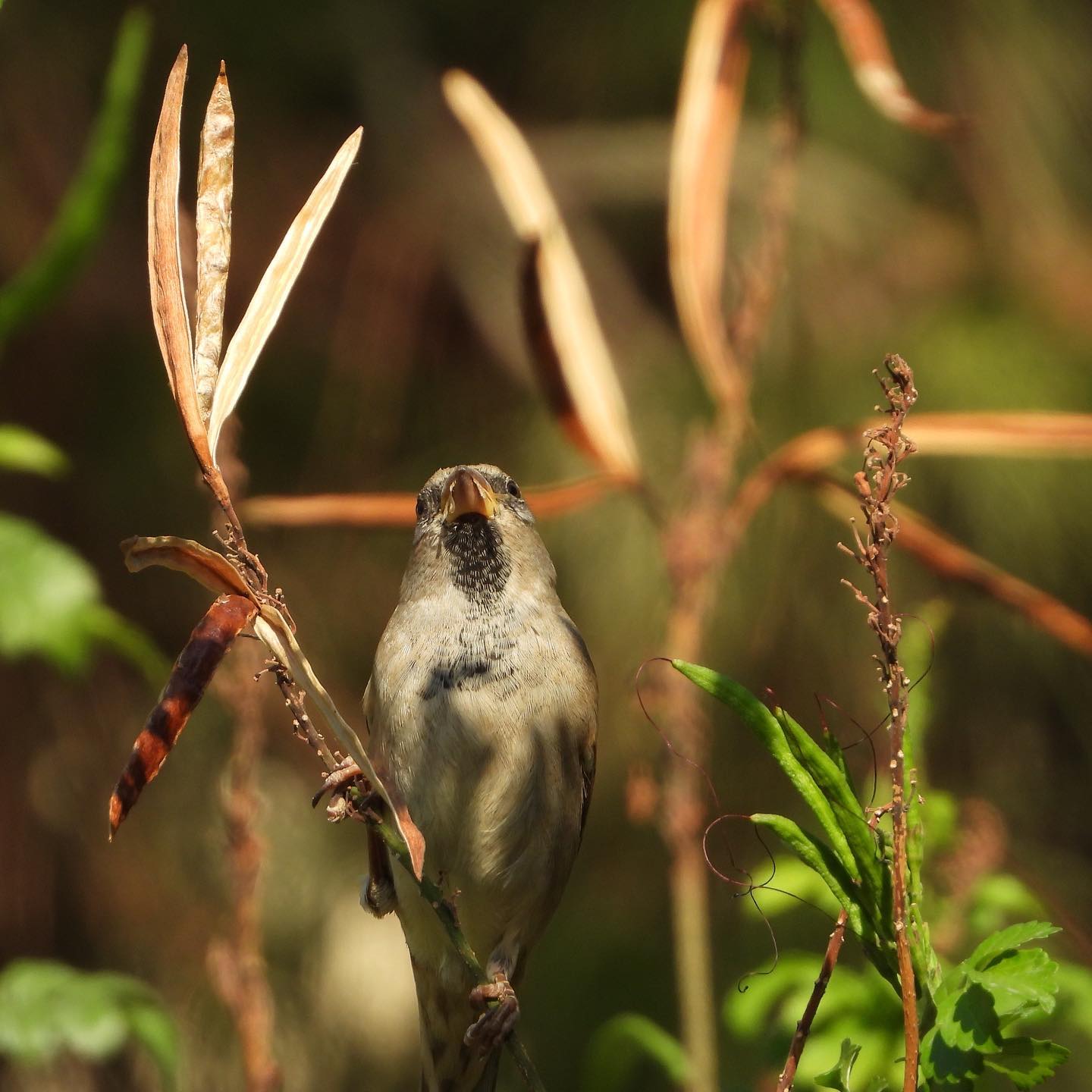 House Sparrow 18