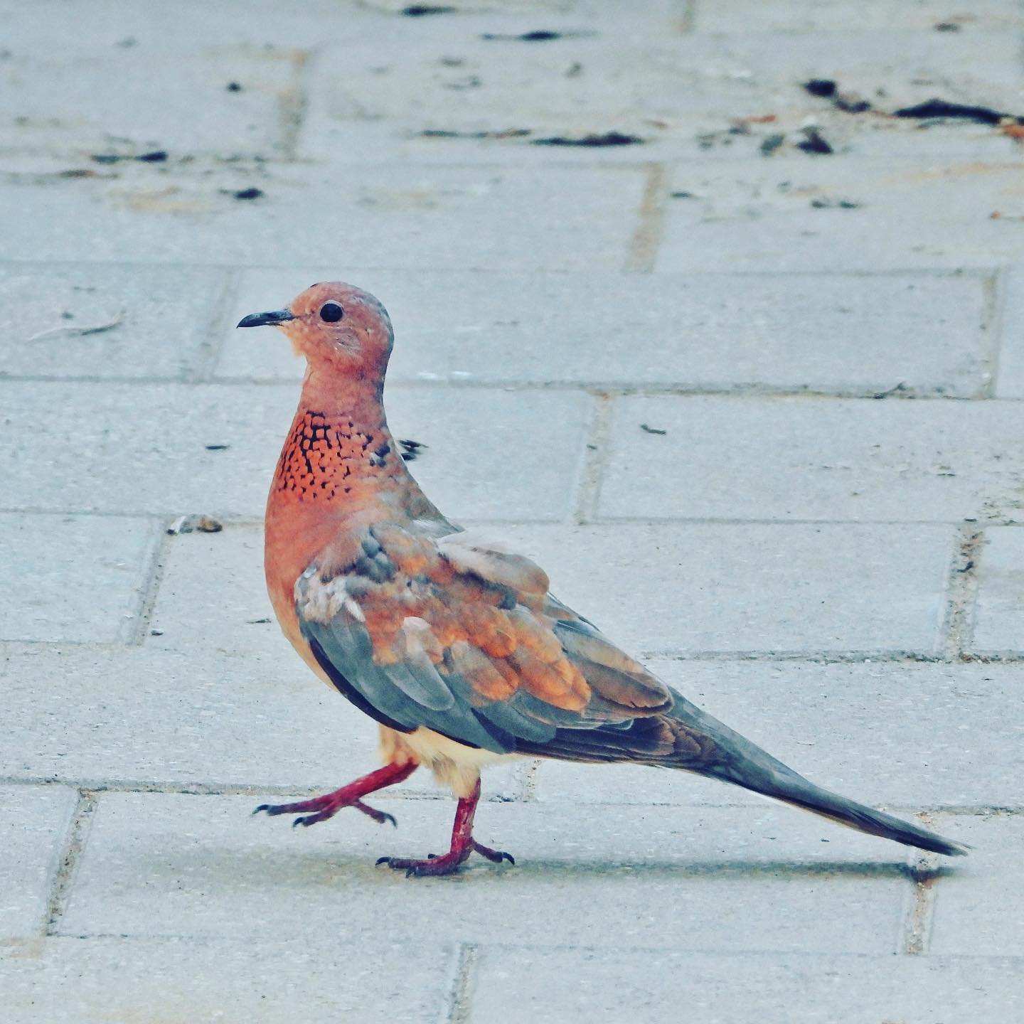 Laughing Dove 1