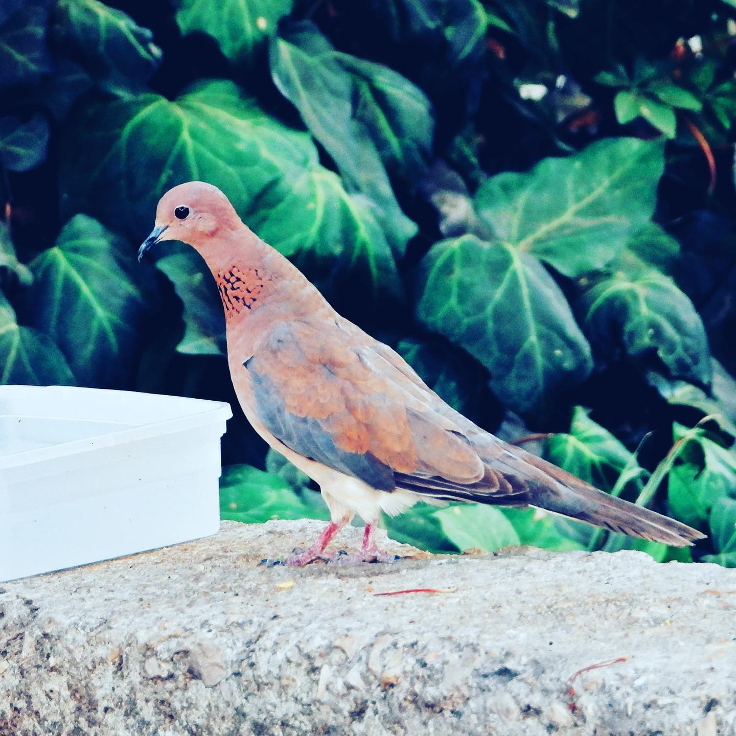 Laughing Dove 2