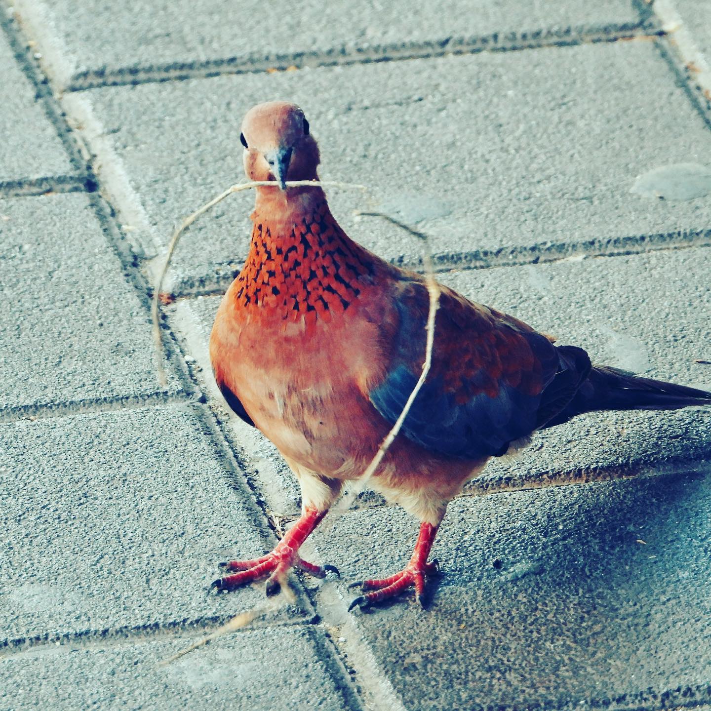 Laughing Dove 3