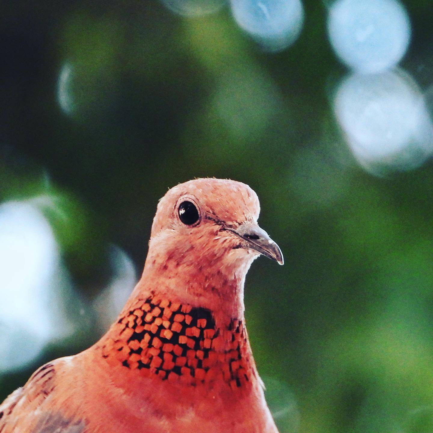 Laughing Dove 4