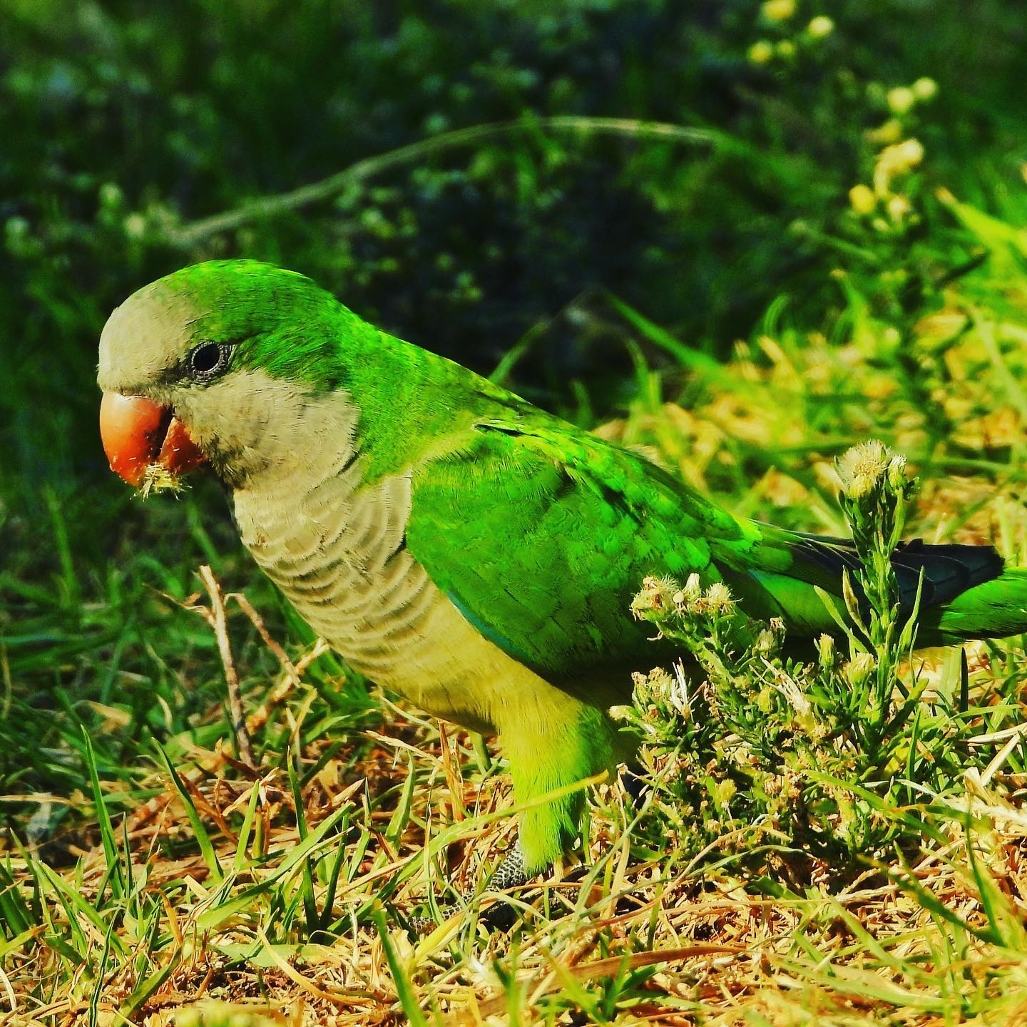 Monk Parakeet 1