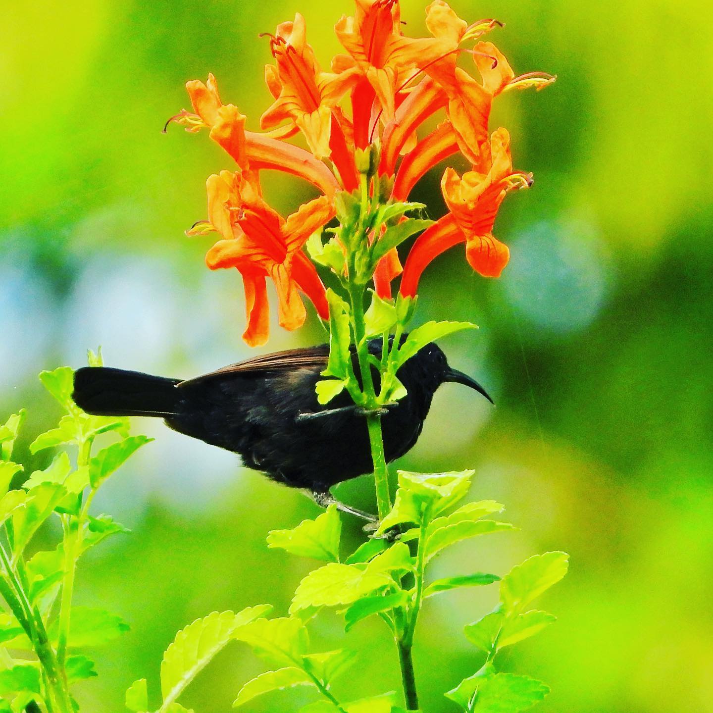 Palestine Sunbird 2