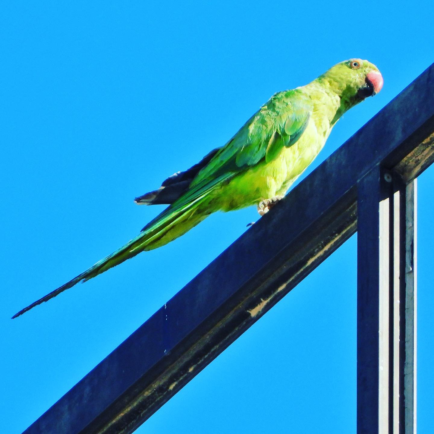 Rose Ringed Parakeet 1