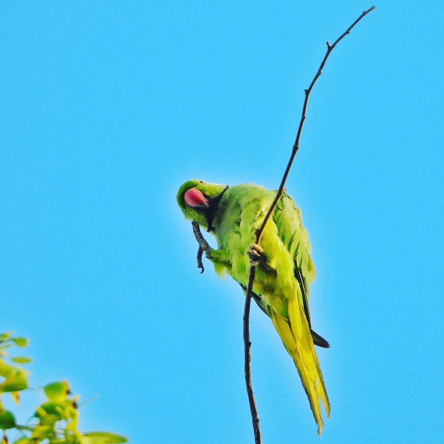 Rose Ringed Parakeet 2