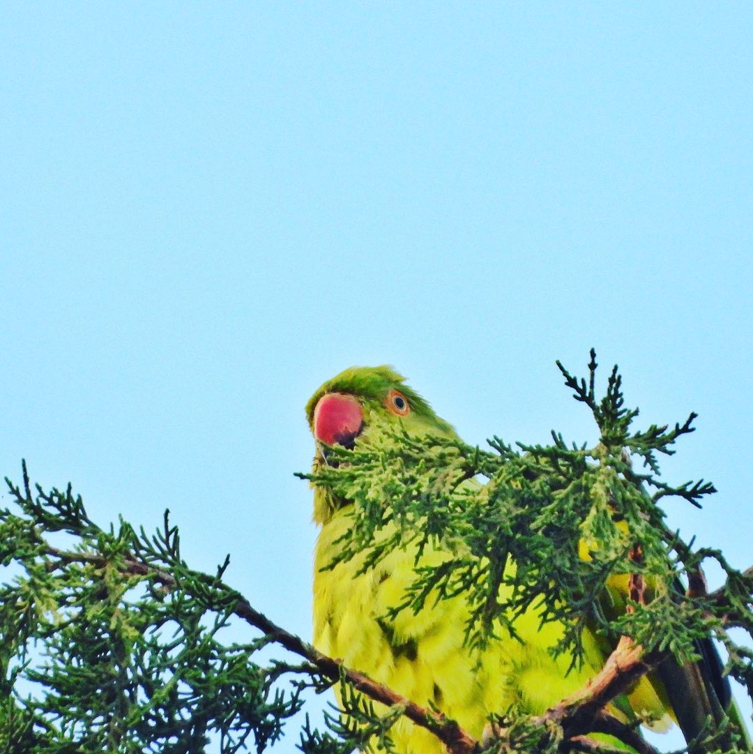 Rose Ringed Parakeet 3