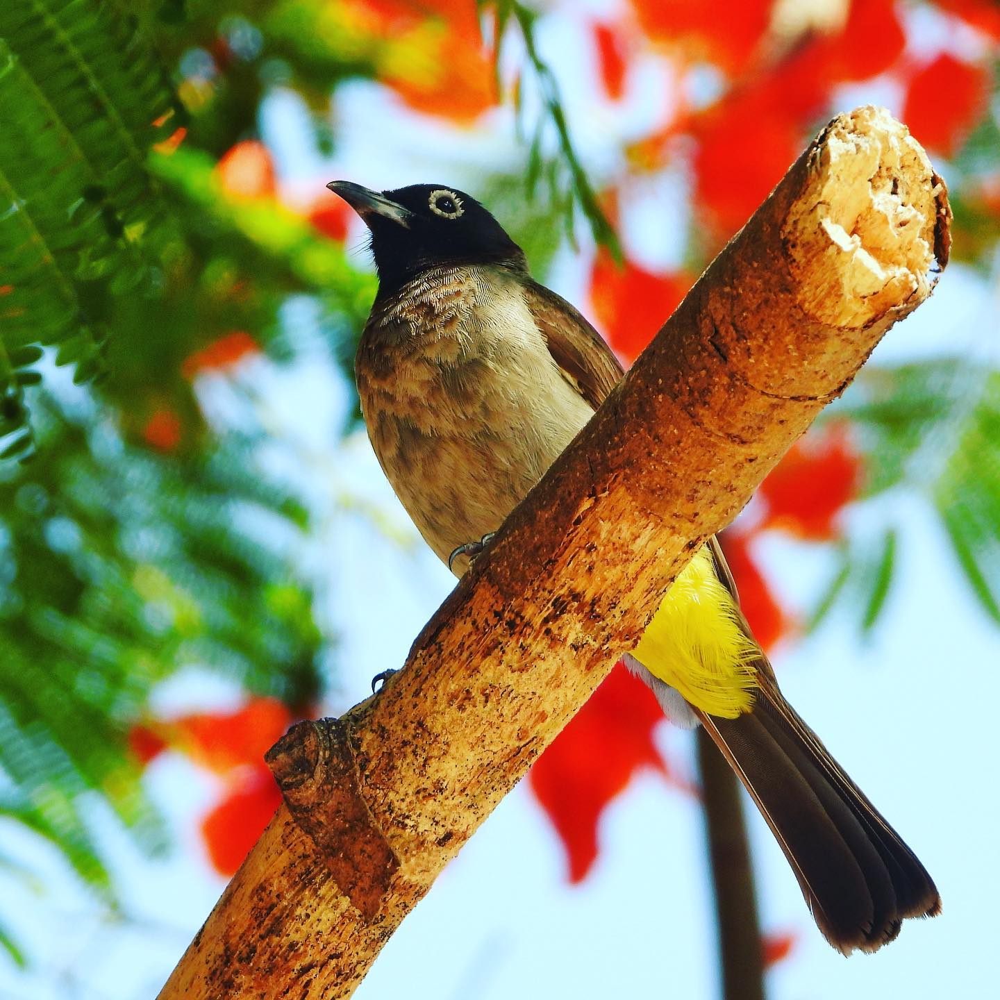 White Spectacled Bulbul 1