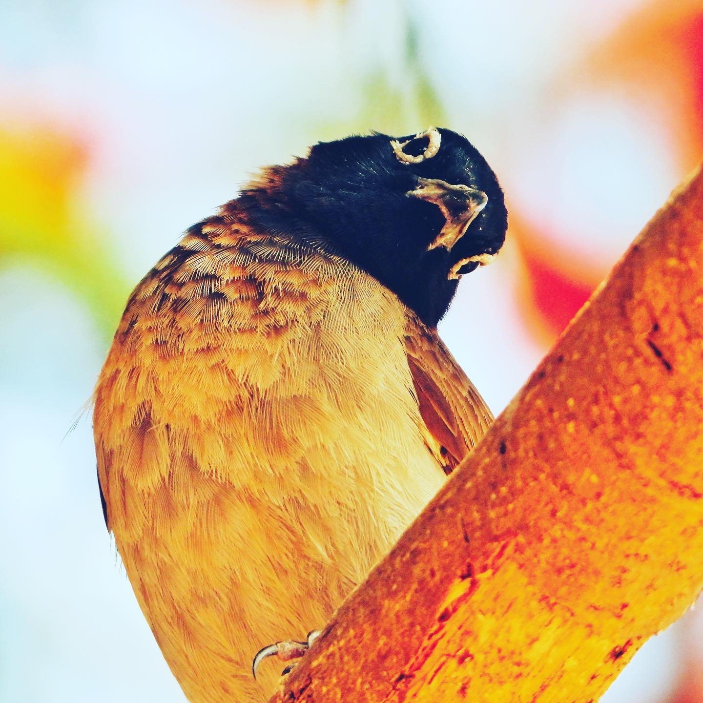 White Spectacled Bulbul 2