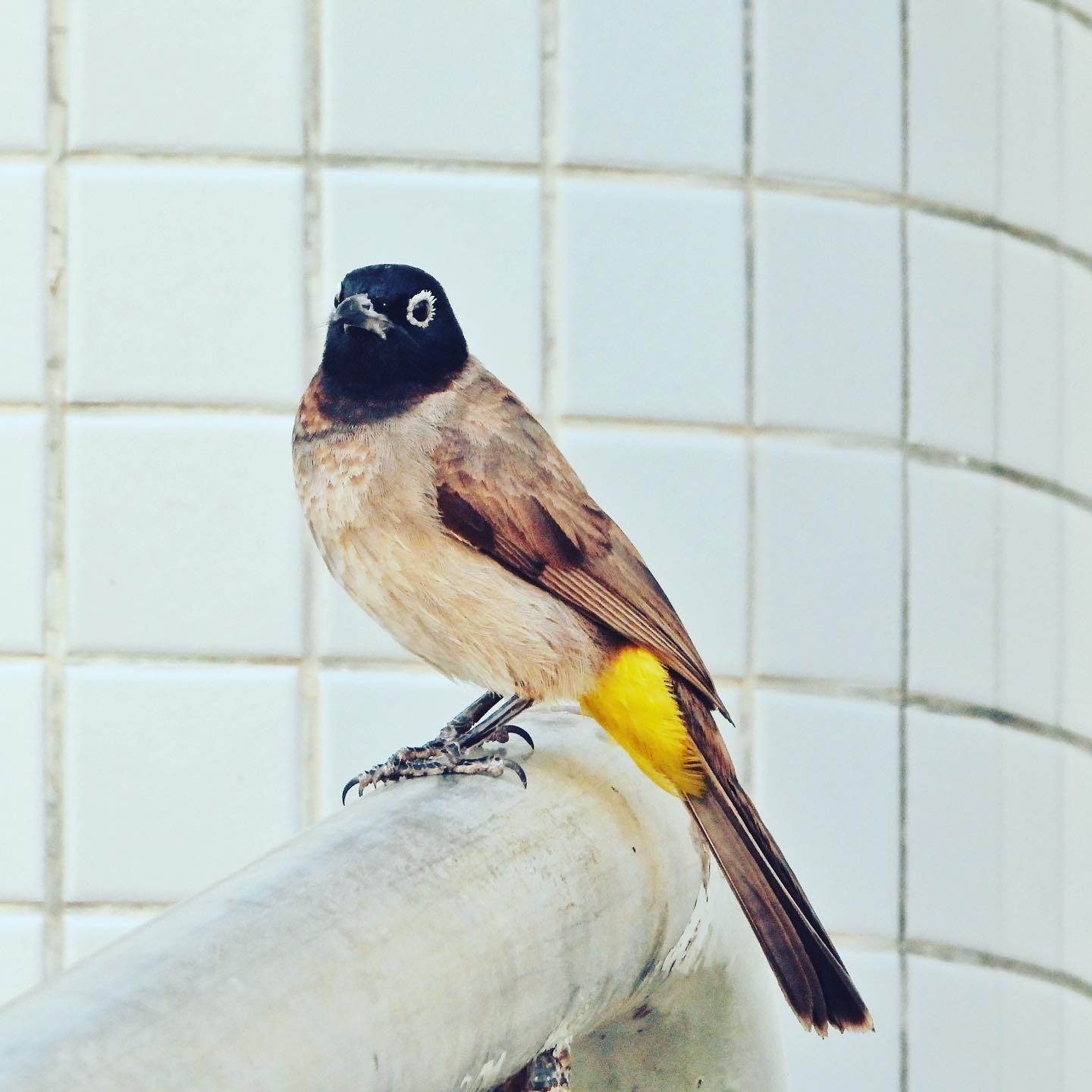 White Spectacled Bulbul 3