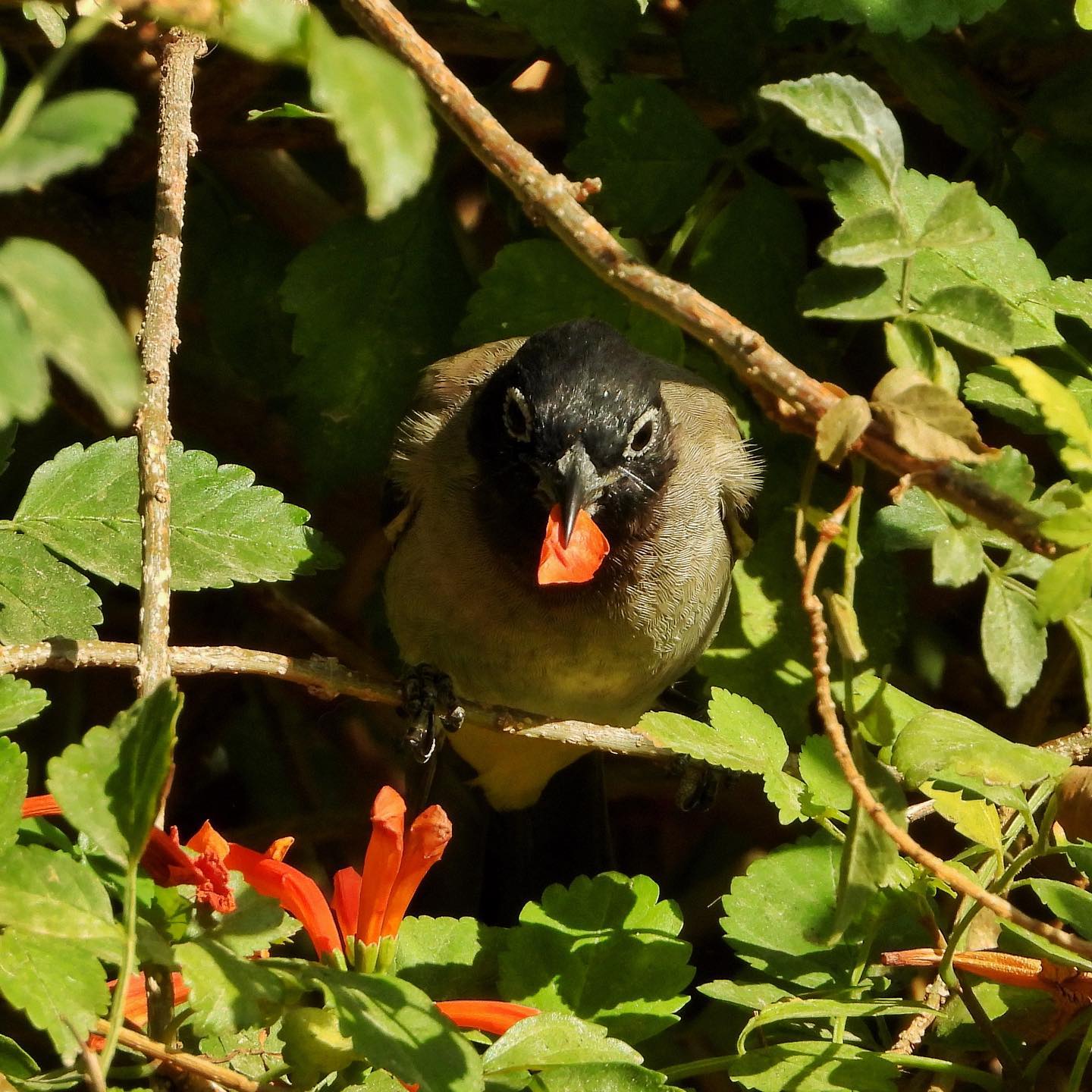 White Spectacled Bulbul 4