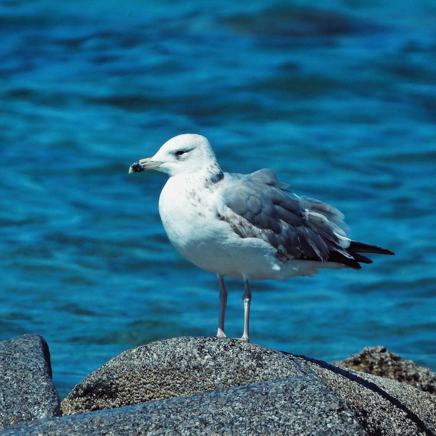 Armenian Gull 1