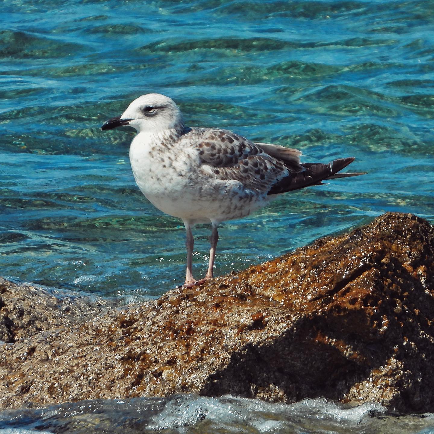 Armenian Gull 2