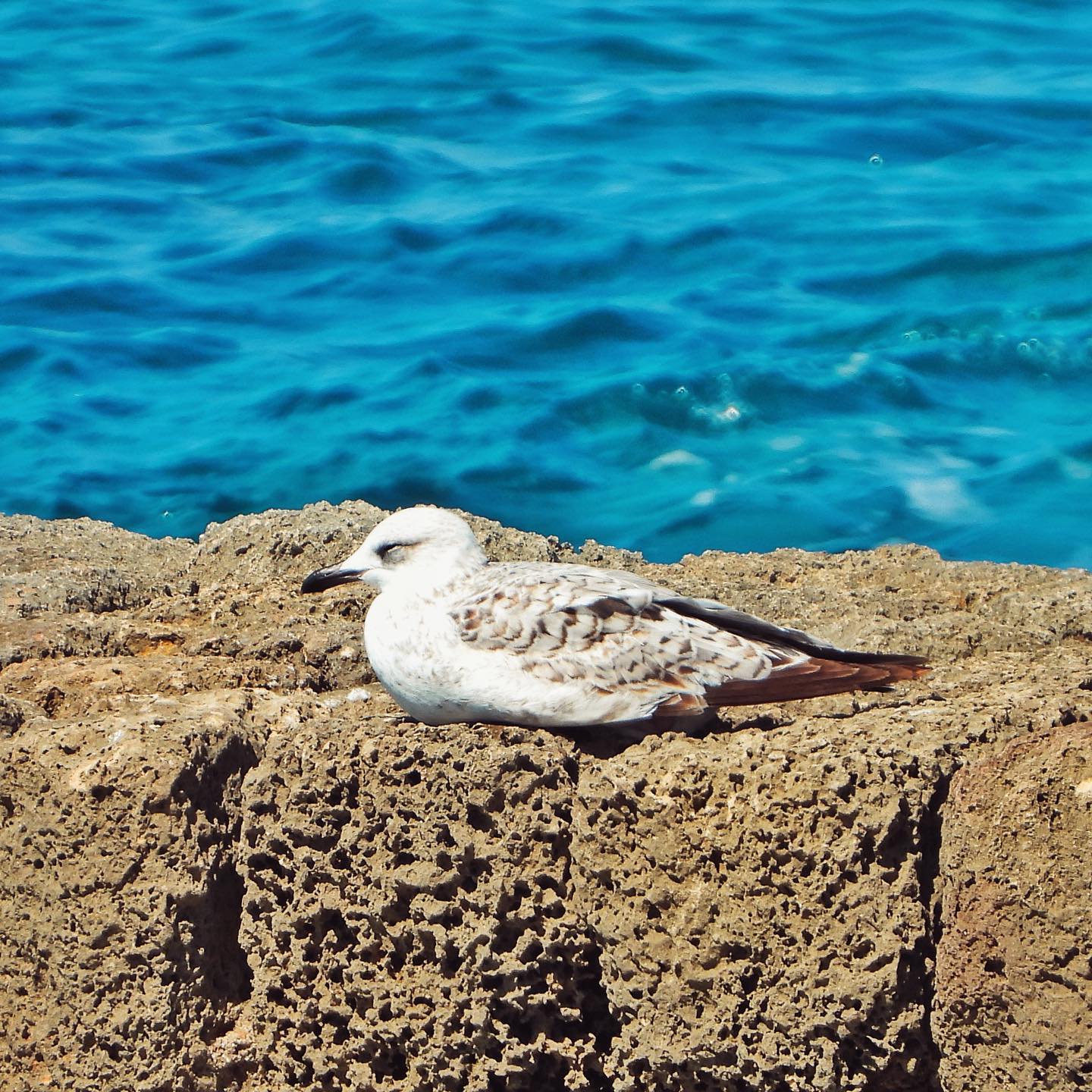 Armenian Gull 3