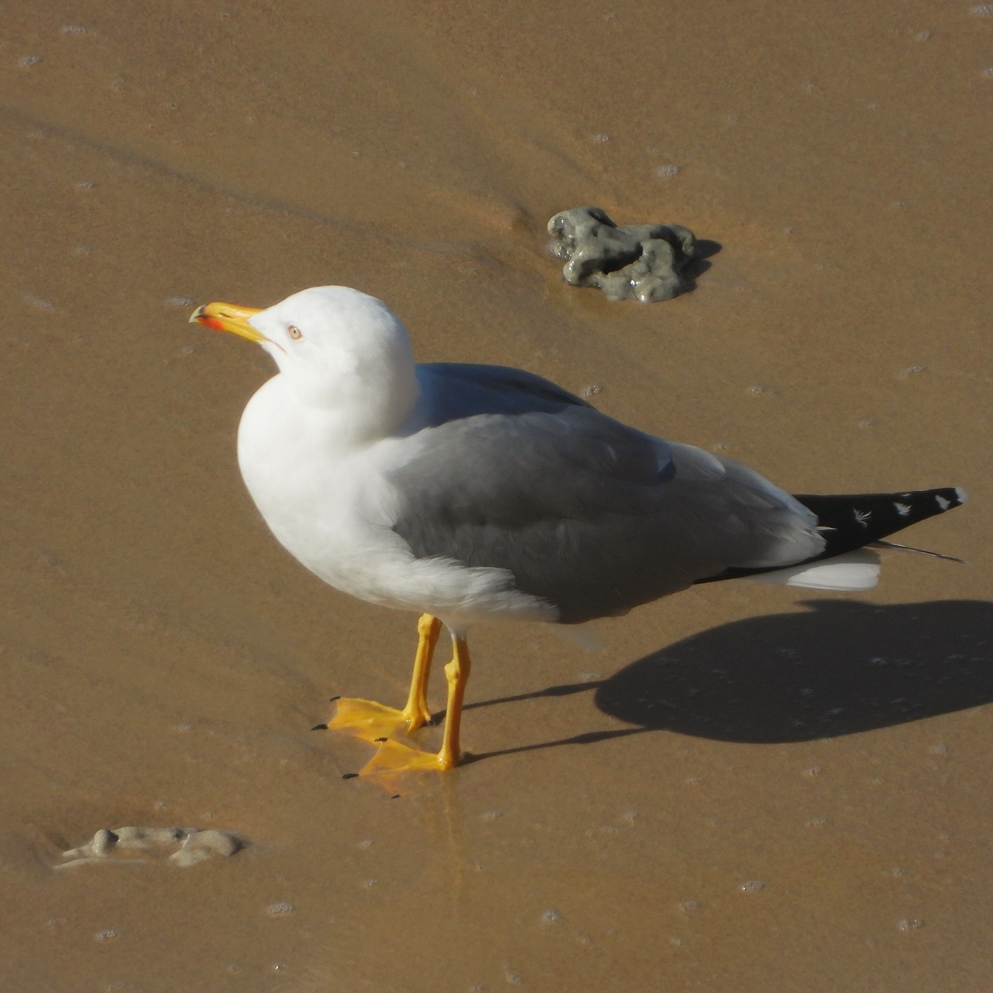 Armenian Gull 7