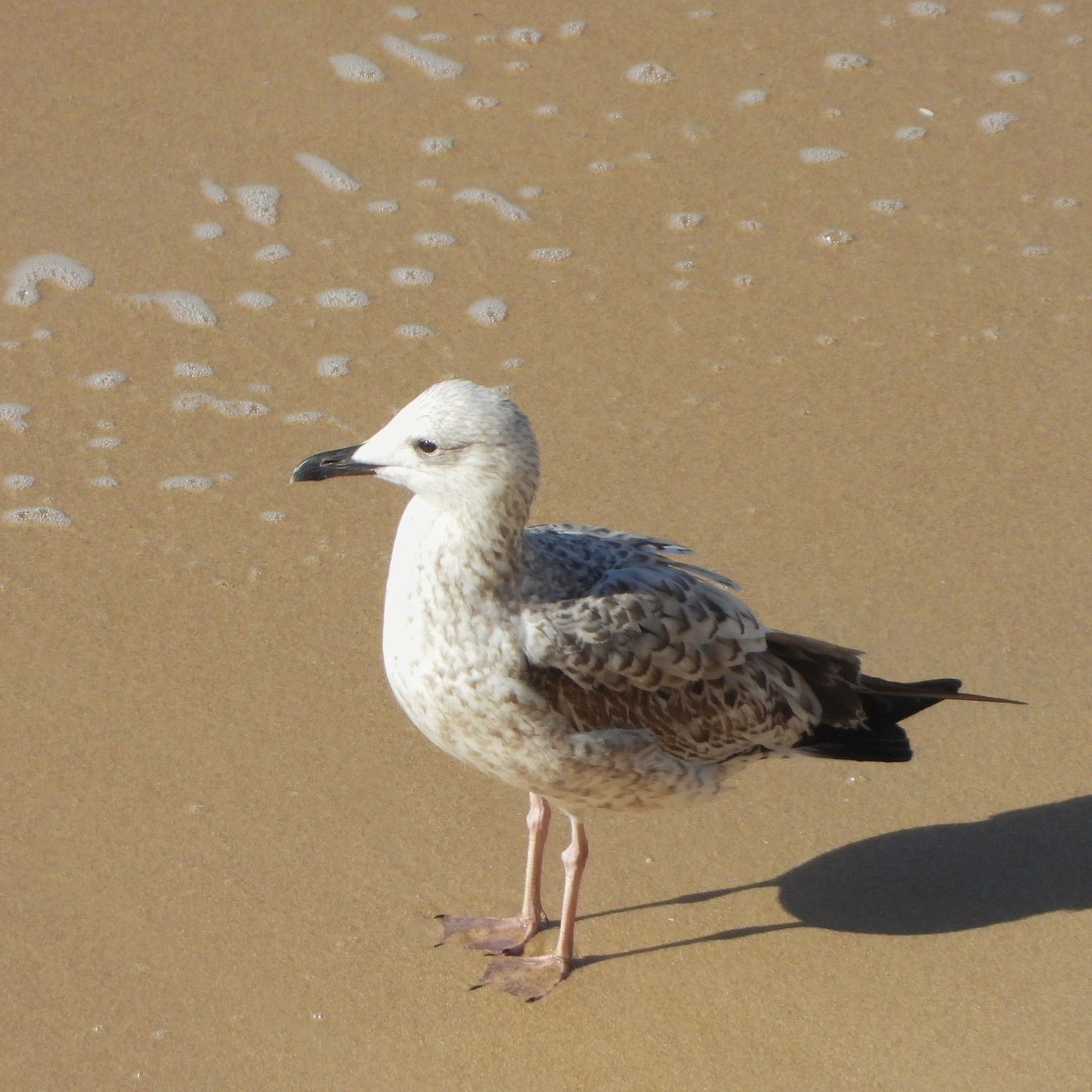 Armenian Gull 8