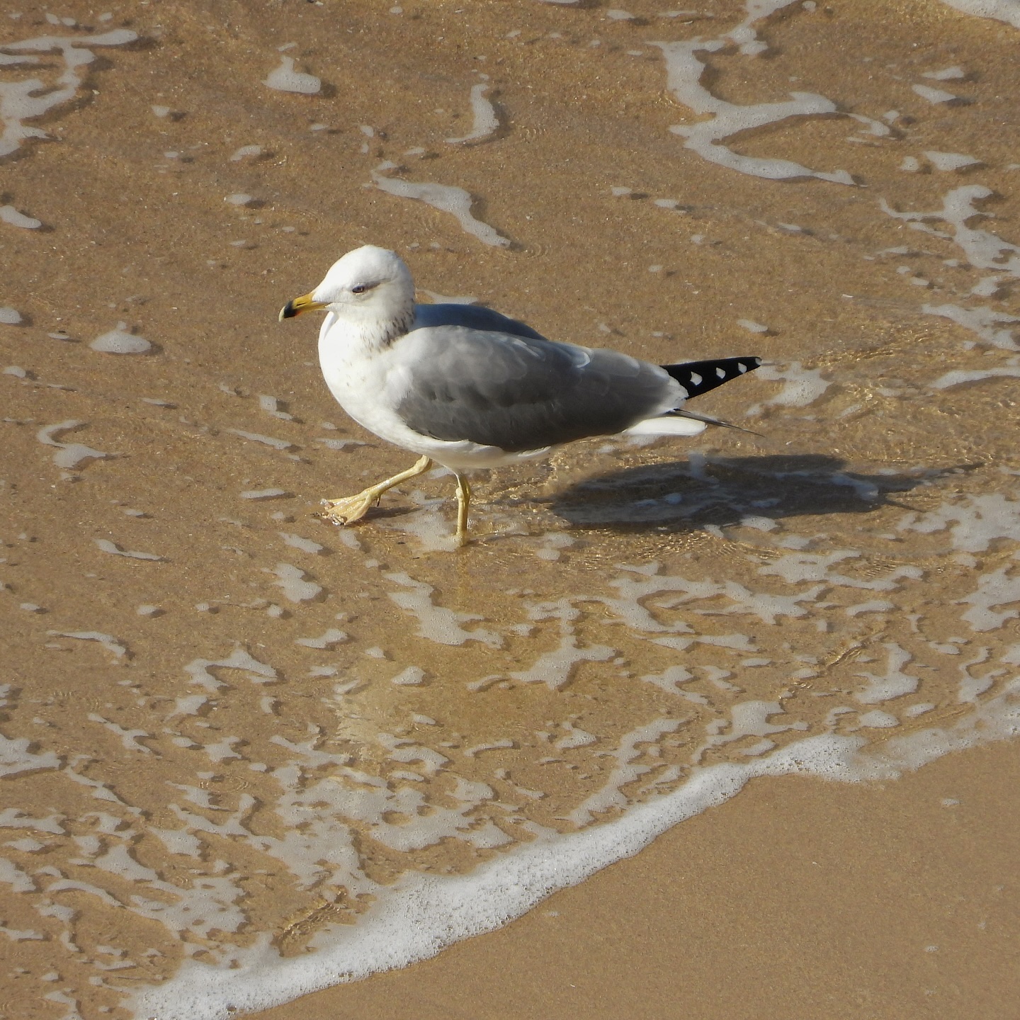 Armenian Gull 9