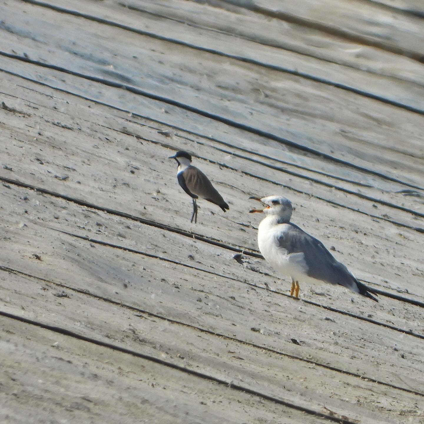 Armenian Gull Spur Winged Lapwing 1