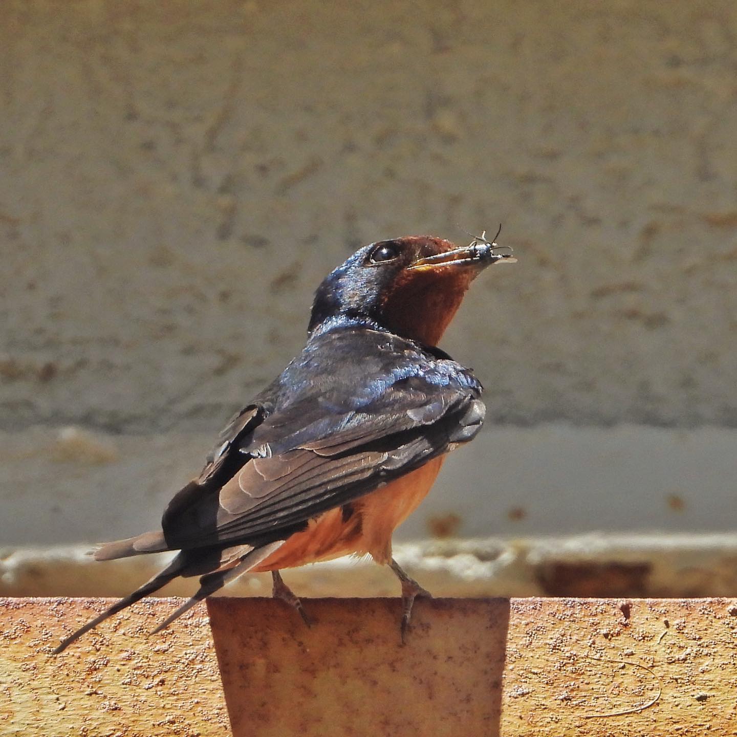 Barn Swallow 10