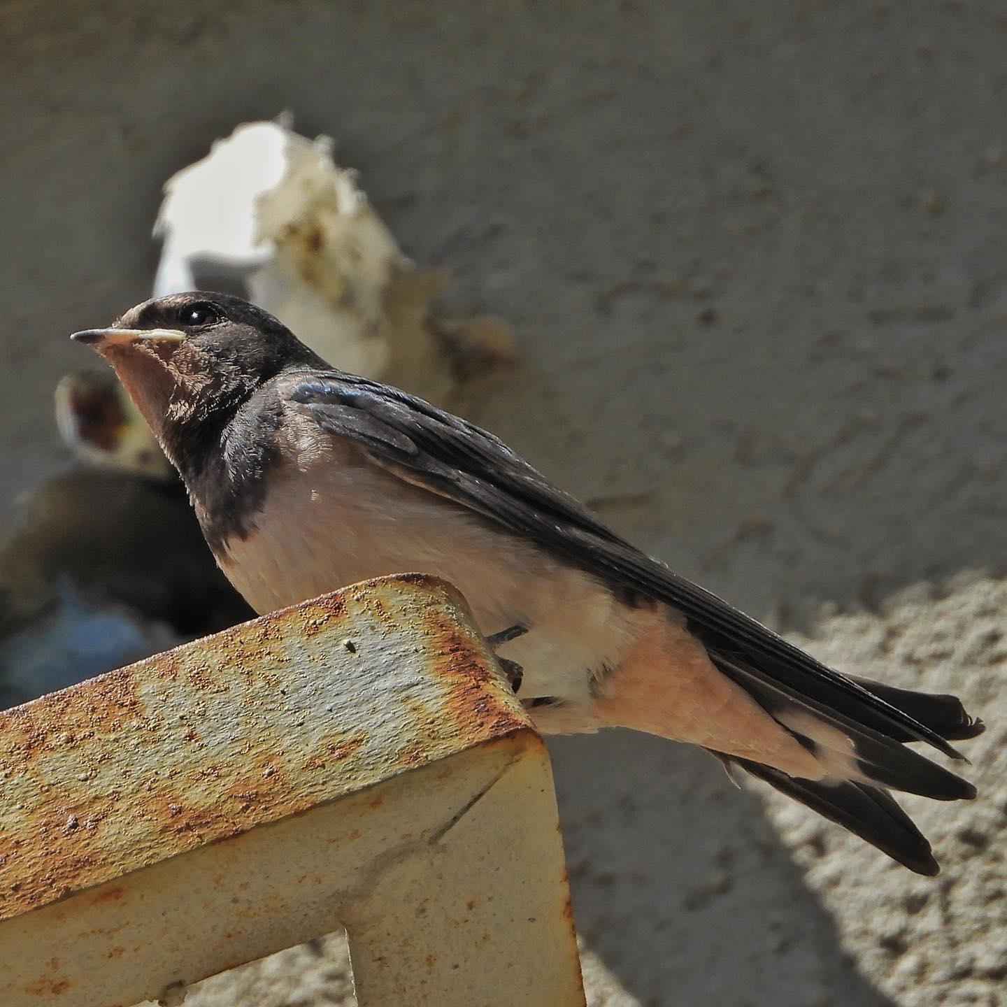 Barn Swallow 11