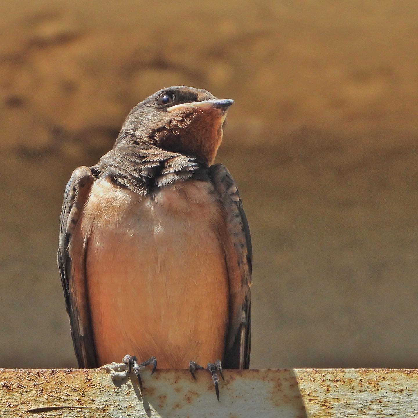 Barn Swallow 8